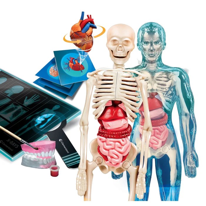 L’ANATOMIE – CLEMENTONI